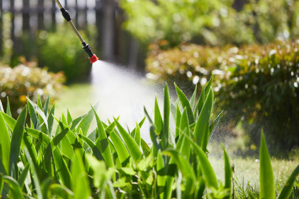 24/7 Emergency Ant Control experts in Boron, CA